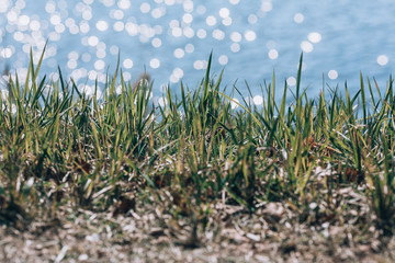 Fresh green grass. Green grass close up. Green nature background. Grass on the background of water. Summer grass.