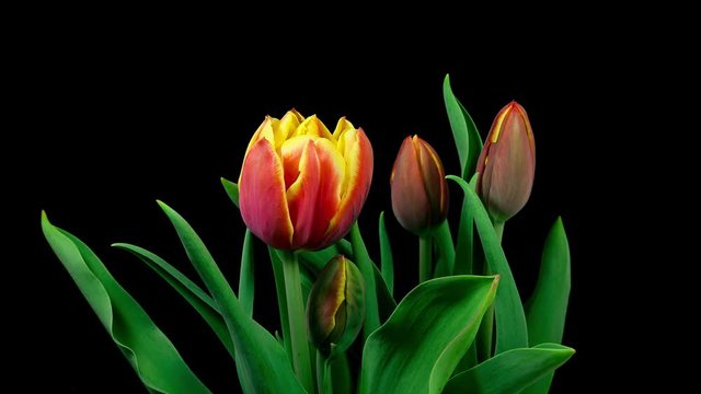 Timelapse of red yellow tulips slowly growing and bloming