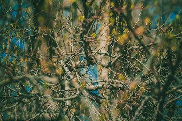 Beautiful leaves. Young leaves on the branches. The leaves on the branches close-up. Fresh leaves