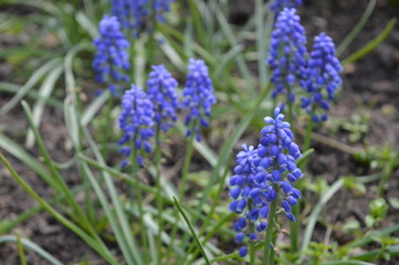 blue flowers in garden