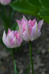 Fototapeta premium pink lotus flower in the garden
