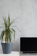 Modern work table with green plant in grey pot, accessories and computer laptop in home office studio. Freelance designer or blogger desktop. Wall Background, copy space for your text