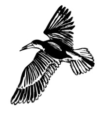 Florida bird, Black Skimmer 