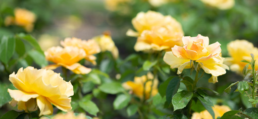 Naklejka na ściany i meble Yellow roses in a garden, under the soft spring sun