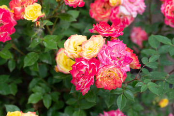 Multicolor roses in a garden, under the soft spring sun
