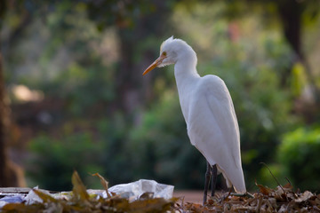  A Portrait of Cattle Egret in its natural habitat against a soft green blurry background