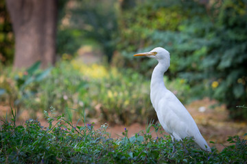  A Portrait of Cattle Egret in its natural habitat against a soft green blurry background