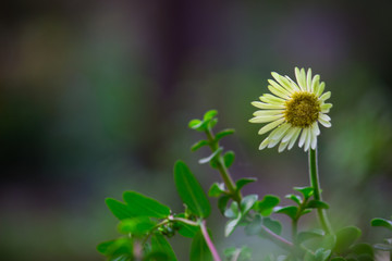 Beautiful Portrait of Gaillardia aristata flower against a soft green blurry background