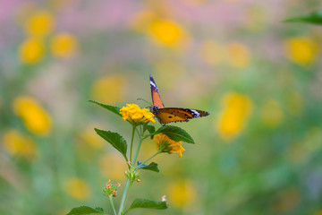 Beautiful Portrait of The Plain Tiger Butterfly on the Flower Plants in a soft green blurry background during Spring Season