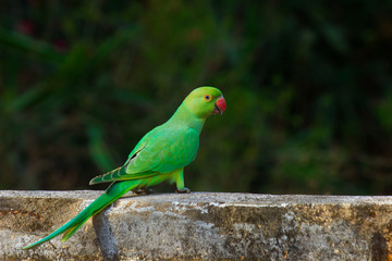 Portrait of a beautiful Parrot on the wall against a soft blurry background
