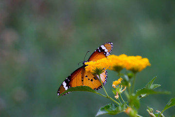 Beautiful Portrait of The Plain Tiger Butterfly on the Flower Plants in a soft green blurry background during Spring Season