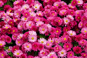 Pink flower bed garden background 