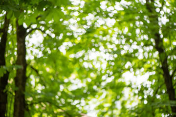 Fototapeta na wymiar Blurred background of abstract green trees foliage bokeh.