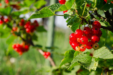 A bunch of redcurrant berries grow on a green bush under the sun's rays