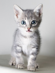 Fototapeta na wymiar Grey common cat looking at camera isolated on grey bakcground