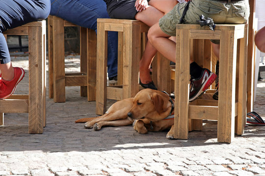 labrador retriever mit schattenplatz