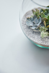 Close up view of exotic small succulents in transparent flowerpot on white background with copy space