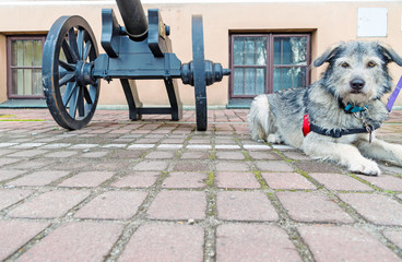 Dog by Cannon