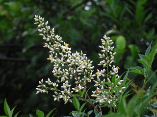 雨の日の南天の花