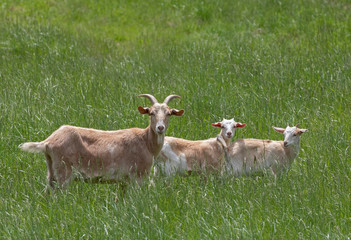 Goat female and baby goats grazing in a green grass field in Canada