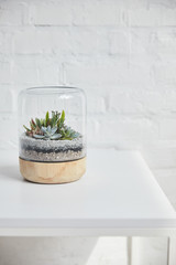 Green succulent under glass cover in wooden flowerpot on table near white brick wall