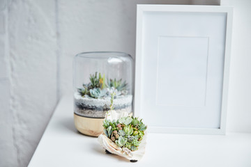 Selective focus of green succulents in flowerpot and seashell near empty photo frame on white surface, home decor