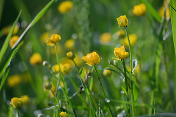 Green grass and yellow flowers in sunny summer morning, nature background.