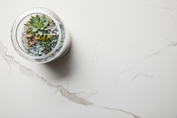 top view of green succulent in glass flowerpot on marble background