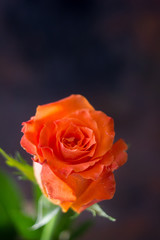 Beautiful orange rose on dark background.