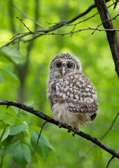 Barred owl owlet perched against a green background on a branch in the forest in Canada
