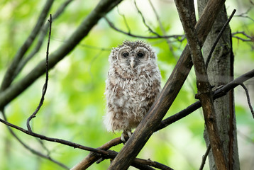 Barred owl owlet all wet perched against a green background on a branch in the forest in Canada