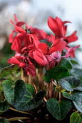 Beautiful red or pink cyclamen flowers in garden.