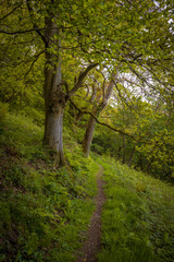 Exmoor Woodland Walk