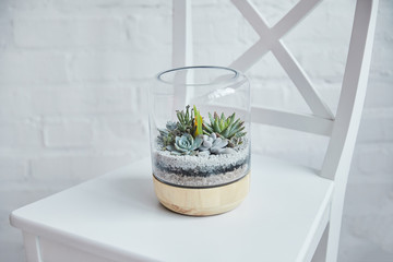 Close up view of decorative exotic succulents under glass cover in flowerpot on white chair