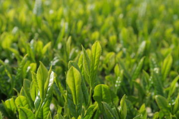 緑茶