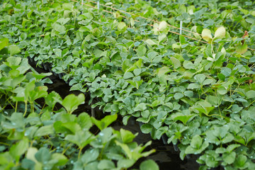 Watering plants in the greenhouse 