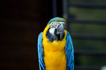 コンゴウインコ