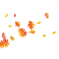 Oak, maple, wild ash rowan leaves vector, autumn foliage on white background.