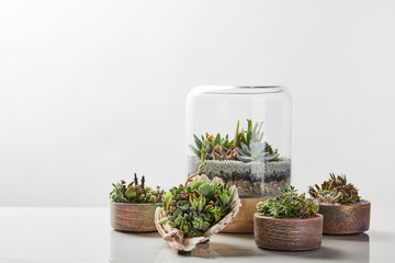 Green exotic succulents under glass in flowerpots on marble table on white background