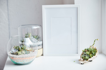 Selective focus of green succulents in flowerpots and seashell near empty photo frame on white surface, home decor