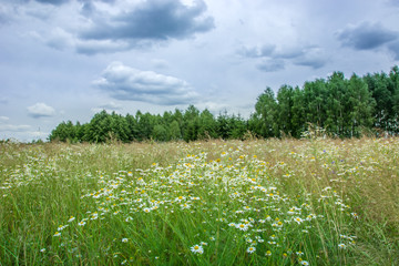 Chamomile flowers on a wild meadow, forest and blue clouds in the sky
