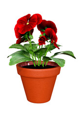 3D Rendering Pansy Flowers on White