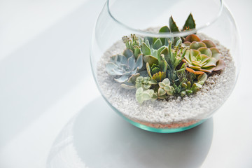 Close up view of green succulent in glass aquarium on white table with shadow