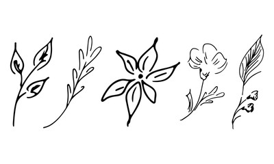 Flowers and branches hand drawn collection isolated on white background. Floral graphic elements. Big  set. Simple collection