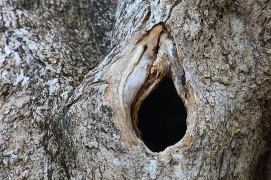 Hole in the old tree trunk in vagina shape that used to be bird nest with rustic bark