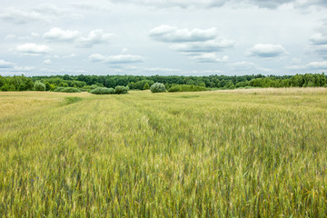 Obraz premium Huge field of barley, forest and gray clouds in the sky