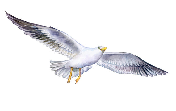 seagull on the fly isolated on white background. Flying bird. Watercolor. Illustration. Template. Close-up. Clip art. Hand drawn. Hand painted