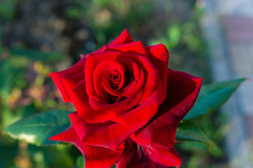 Rose red scarlet vermeil beautiful colorful close up soft focus