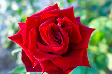 Rose red scarlet vermeil beautiful colorful close up soft focus