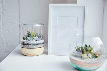Selective focus of green succulents in flowerpots near empty photo frame on white surface, home decor